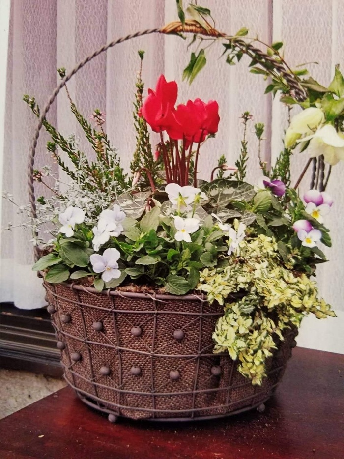 春まで楽しむコンテナの寄せ植え(イメージ)