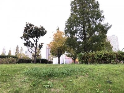 豊洲公園石積みガーデン設置予定位置