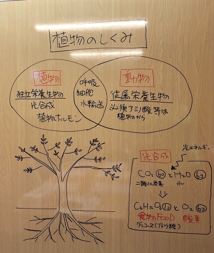 第3回「植物のしくみ」の様子