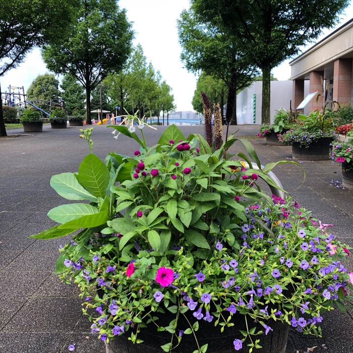 一年草中心のコンテナガーデン