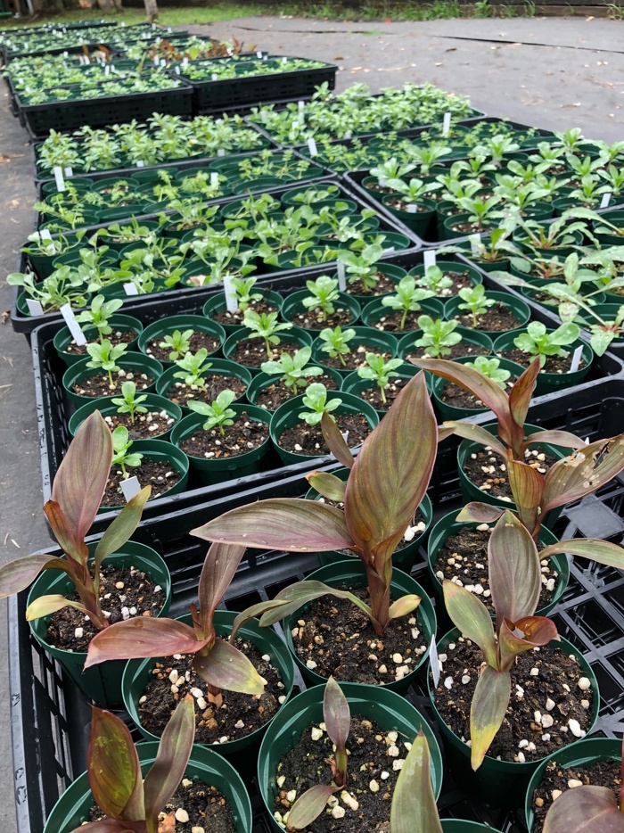 公園内で種から育てている植物