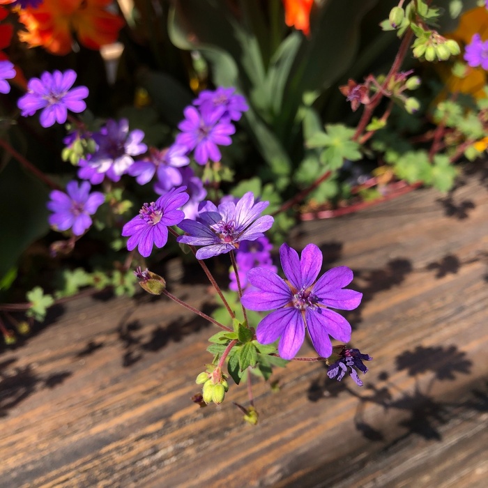 ゲラニウム ビルウォーリス Geranium pyrenaicum 'Bill Wallis' / 2cmほどの小花で添え花に最適