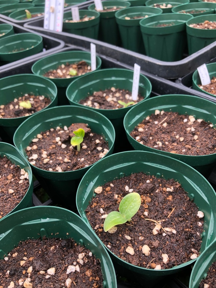 キュウリとズッキーニは4日で発芽確認!