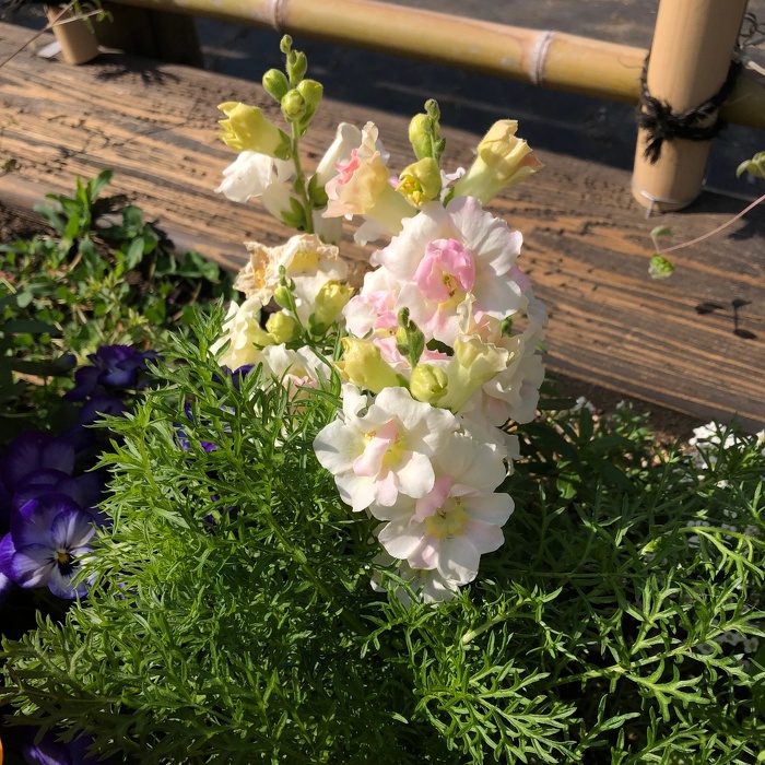 キンギョソウ アップルブロッサム Antirrhinum majus Twinny Appleblossum / 半八重咲きで優しいピンク *豊洲産