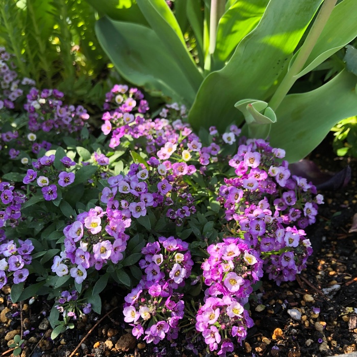 アリッサム ラベンダーシェード Alyssum Clear Crystal 'Lavender Shades' / 紫の濃淡。花が大きく長く楽しめる *豊洲産