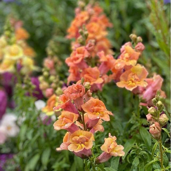 キンギョソウブロンズシェード Antirrhinum majus Twinny Bronze Shades / 半八重咲きで黄色からオレンジのグラデーション *豊洲産