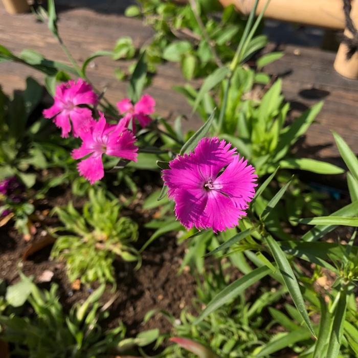 ダイアンサス フォトン ピンク Dianthus Photon Pink / 濃いピンク色のナデシコ *豊洲産