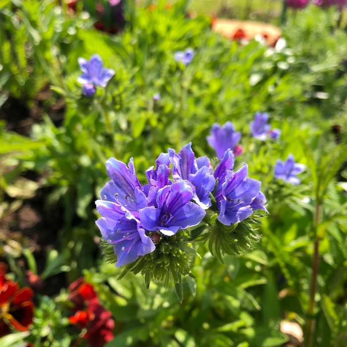 エキウム ブルーベッダー Echium vulgare 'Blue Bedder'/ ピンクの筋が入る青い花で春から秋まで長く楽しめる *豊洲産