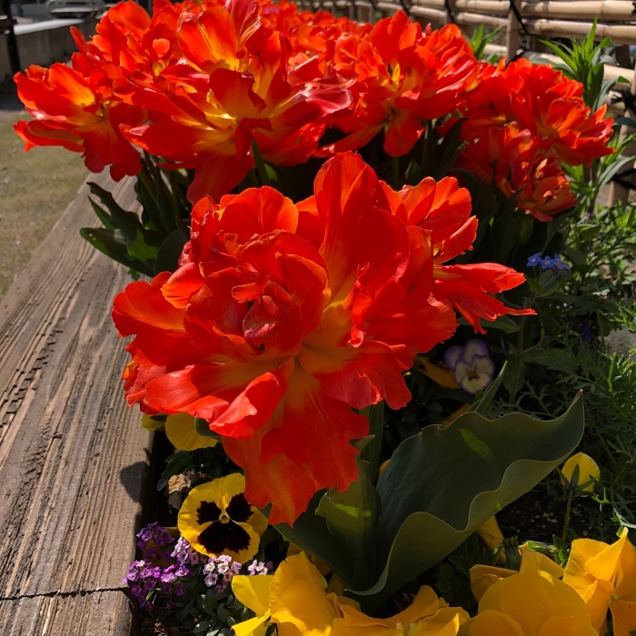 チューリップ モンテオレンジ Tulip Monte Orange / 八重咲きの枝咲きですごいボリュームと存在感