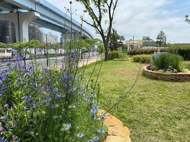 ５月のガーデン風景と花の名前 5 14 豊洲グリーン100プロジェクト とは イベント情報 豊洲ぐるりパーク 江東区 豊洲ふ頭内公園