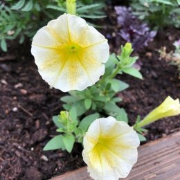 ペチュニア イージーウェーブ イエロー Petunia hybrida Easy Wave 'Yellow' / 明るい黄色のハイ性ペチュニア / フロントガーデン *豊洲産