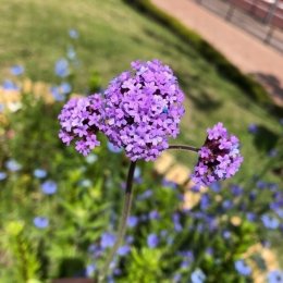 三尺バーベナ Verbena bonariensis / 濃いピンク色の背の高いバーベナ。開花期が永く存在感がある / 石積みガーデン