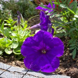 ペチュニア イージーウェーブ ブルー Petunia hybrida Easy Wave 'Blue' / 濃いブルーのハイ性ペチュニア / コンテナガーデン *豊洲産