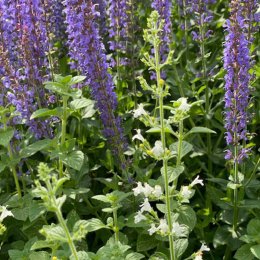 カラミンサ ホワイトクラウド Calamintha nepeta 'White Cloud'. / 細かい白い花が穂上に咲く。ハーブの仲間で葉の香りが良い / フロントガーデン