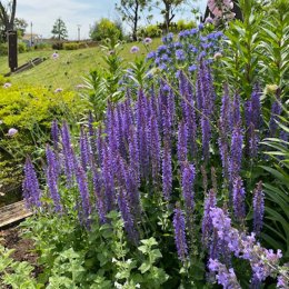 サルビア ネモローサ Salvia nemorosa / 濃い紫色が美しい宿根サルビア。英名はwoodland sage / フロントガーデン
