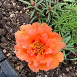 ポーチュラカ ソーラーキッズオレンジ Portulaca grandiflora 'Solar KidsOrange' / 八重咲でひらひらした花びらが可愛い。和名はマツバボタン / コンテナガーデン *豊洲産