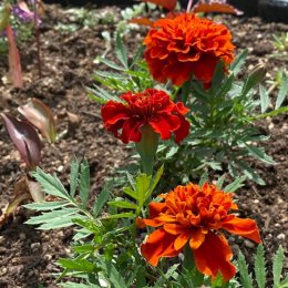 フレンチマリーゴールド ファイヤーボール Tagetes patula 'Fireball' / 咲き始めの色が濃く、赤からオレンジの濃淡になる。 / コンテナガーデン *豊洲産