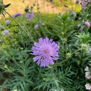 クナウティア アルベンシス Knautia arvensis / マツムシソウに似た花で春から秋まで良く咲く / フロントガーデン