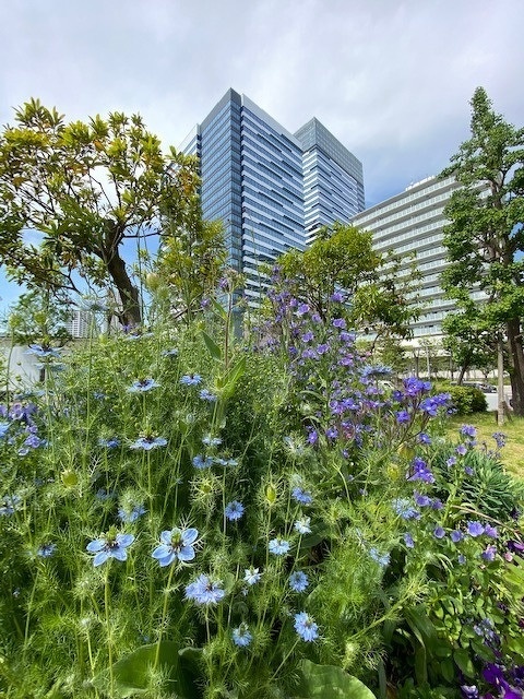 ５月のガーデン風景と花の名前 5 14 豊洲グリーン100プロジェクト とは イベント情報 豊洲ぐるりパーク 江東区 豊洲ふ頭内公園