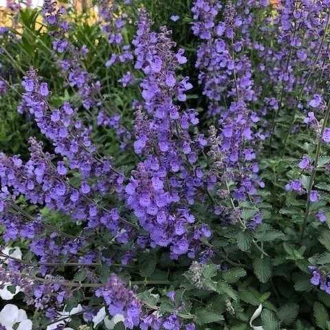 キャットミント Nepeta /繰り返しよく咲く 香りの良いハーブ。猫が好きな香り