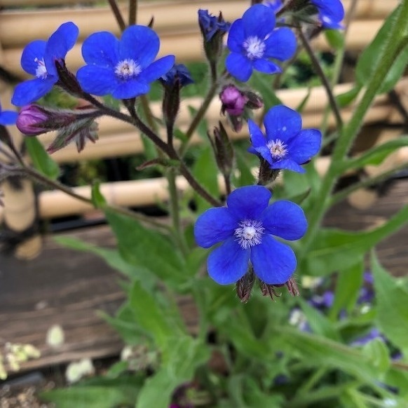 アンチューサ アズレア ドロップモア Anchusa azurea 'Dropmore' / 鮮やかな青い花。毛の生えた葉が特徴で別名ウシノシタクサ