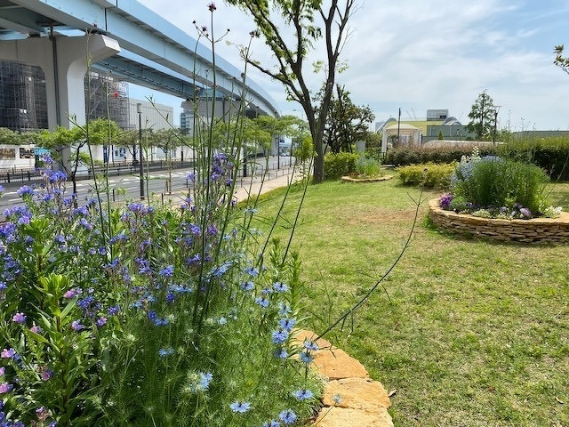 ５月のガーデン風景と花の名前 5 14 豊洲グリーン100プロジェクト とは イベント情報 豊洲ぐるりパーク 江東区 豊洲ふ頭内公園