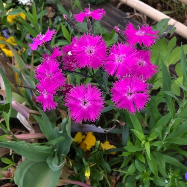 ベニスの花 30cm | 花のとびつか