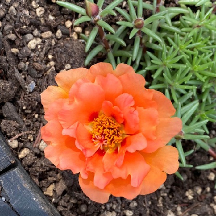 5月のガーデン風景と花の名前②＜2020/5/14＞ | 「豊洲グリーン100