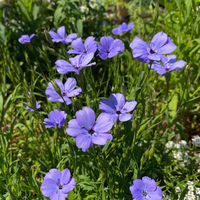 ベニスの花 30cm | 花のとびつか