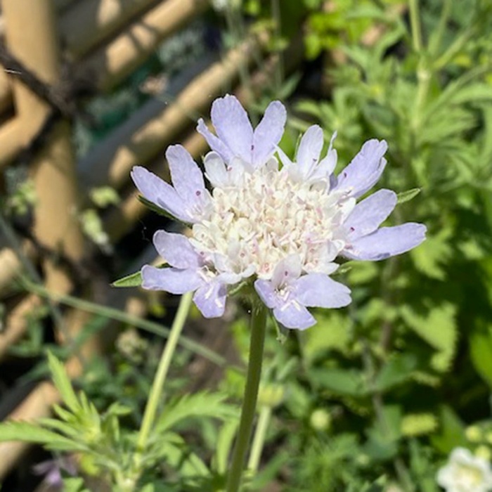 ベニスの花 10月のガーデン風景と花の名前 | 季節の植物 | ガーデン情報
