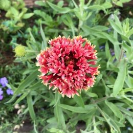 ガイラルディア ラズルダズル Gaillardia pulchella 'Razzle Dazzle' / 花付きよく夏から秋まで良く咲く / 遊具横ボーダーガーデン