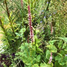 ペルシカリア アンプレクシカウリス ロゼア Persicaria amplexicaulis 'Rosea' / 夏の大型多年草。繰り返しよく咲く / 石積みガーデン、遊具横ボーダーガーデン