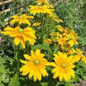 ルドベキア プレイリーサン Rudbeckia hirta 'Prairie Sun' / 明るい2色のイエローで中心がグリーン / 遊具横ボーダーガーデン、石積みガーデン*豊洲産