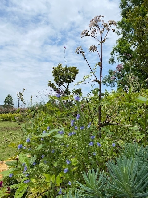 ６月のガーデン風景と花の名前 6 21 豊洲グリーン100プロジェクト とは イベント情報 豊洲ぐるりパーク 江東区 豊洲ふ頭内公園