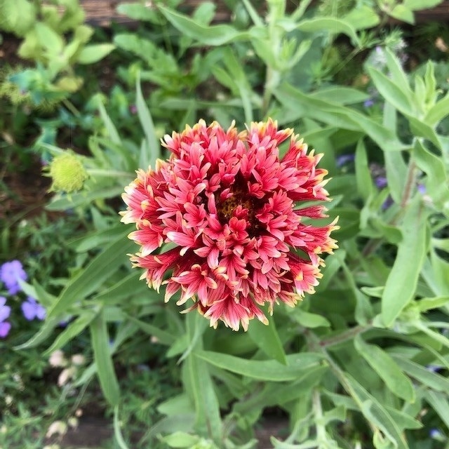 ベニスの花 30cm | 花のとびつか
