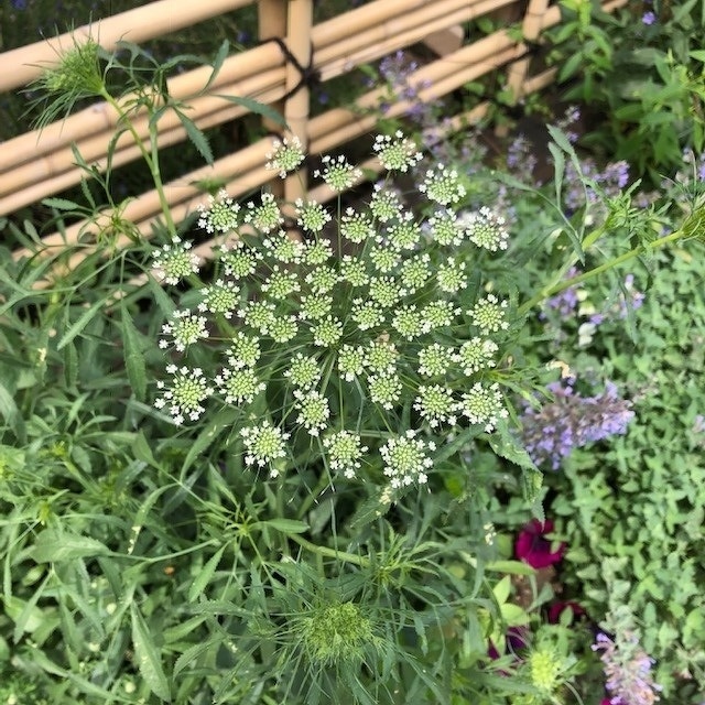 7月のガーデン風景と花の名前①＜2020/7/2＞ | 「豊洲グリーン100