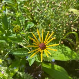 ルドベキア ヘンリーアイラース Rudbeckia subtomentosa 'Henry Eilers' / 花びらが細くなる変わった咲き方。夏中咲く多年草のルドベキアです / 石積みガーデン