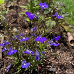 ロベリア ブルー Lobelia erinus 'Riviera blue' / 鮮やかなブルーが魅力のコンパクトな花 / パークセンター前ガーデン*豊洲産
