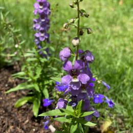 アンゲロニア セレナ ブルー Angelonia angustifolia Serena Blue / 夏から秋まで咲き続ける青系の花 / 石積みガーデン・パークセンター前ガーデン