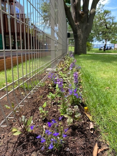 7月のガーデン風景と花の名前①＜2020/7/2＞ | 「豊洲グリーン