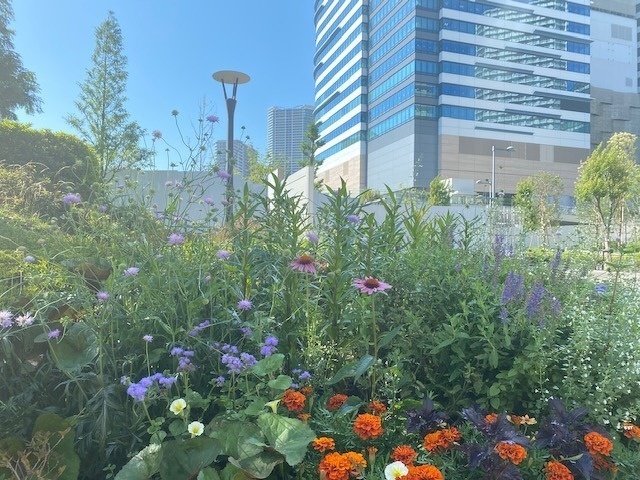 7月のガーデン風景と花の名前①＜2020/7/2＞ | 「豊洲グリーン100