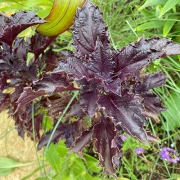 バジル パープルラッフルズ 'Basil Purple Ruffles' / 夏のカラーリーフとして花の引き立て役に / 石積みガーデン、フロントガーデン *豊洲産