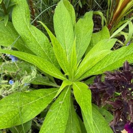 エキウム ピ二ナナ’Echium pininana’ / 巨大に育つ二年草。ピンク~ブルーの花ですが花は来年 / 石積みガーデン *豊洲産