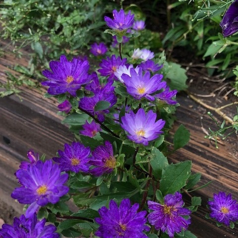 8月のガーデン風景と花の名前 8 2 豊洲グリーン100プロジェクト とは イベント情報 豊洲ぐるりパーク 江東区 豊洲ふ頭内公園