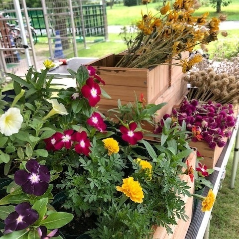 種から育てた夏の花とドライフラワー