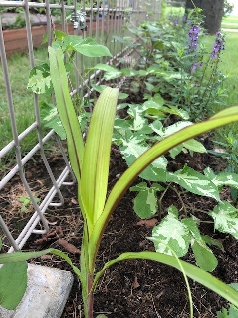 8月のガーデン風景と花の名前 8 2 豊洲グリーン100プロジェクト とは イベント情報 豊洲ぐるりパーク 江東区 豊洲ふ頭内公園