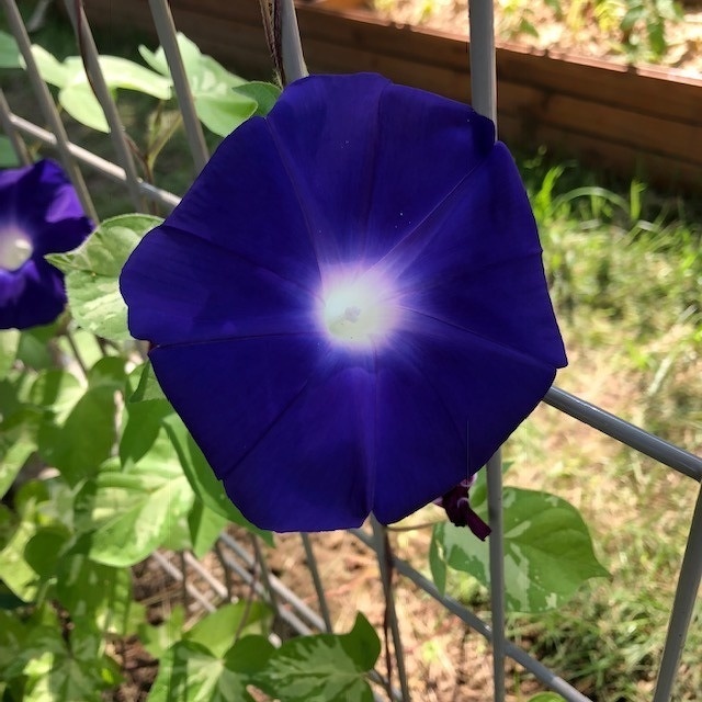 8月のガーデン風景と花の名前 8 2 豊洲グリーン100プロジェクト とは イベント情報 豊洲ぐるりパーク 江東区 豊洲ふ頭内公園