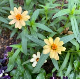 ジニア プロフュージョン アプリコット Zinnia hybrid 'Profusion Apricot' / アプリコット色の小型のヒャクニチソウ / パークセンター前ガーデン *豊洲産