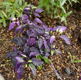 トウガラシ パープルフラッシュ Capsicumannuum 'Purple Flash' / 紫葉に白がさりげなく入る美しいトウガラシ / パークセンター前ガーデン *豊洲産