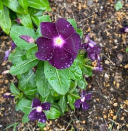ニチニチソウ ジャムズ&ジェリー・ブラックベリーVinca Catharanthus roseus Jams 'N Jellies 'Blackberry' / 黒花のニチニチソウ / パークセンター前ガーデン *豊洲産